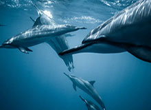 NBL更新社媒分享球迷故事：是十年如一日的陪伴